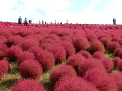 ひたち海浜公園　コキア紅葉
