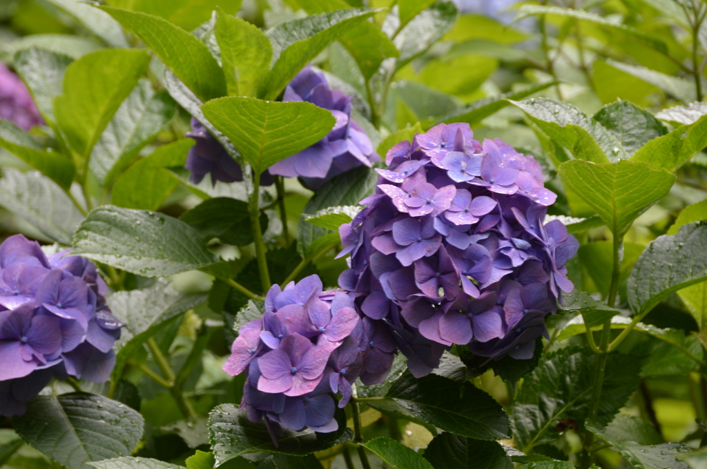 長谷寺 紫陽花