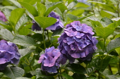 長谷寺 紫陽花