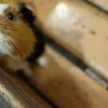 エサちょうだい