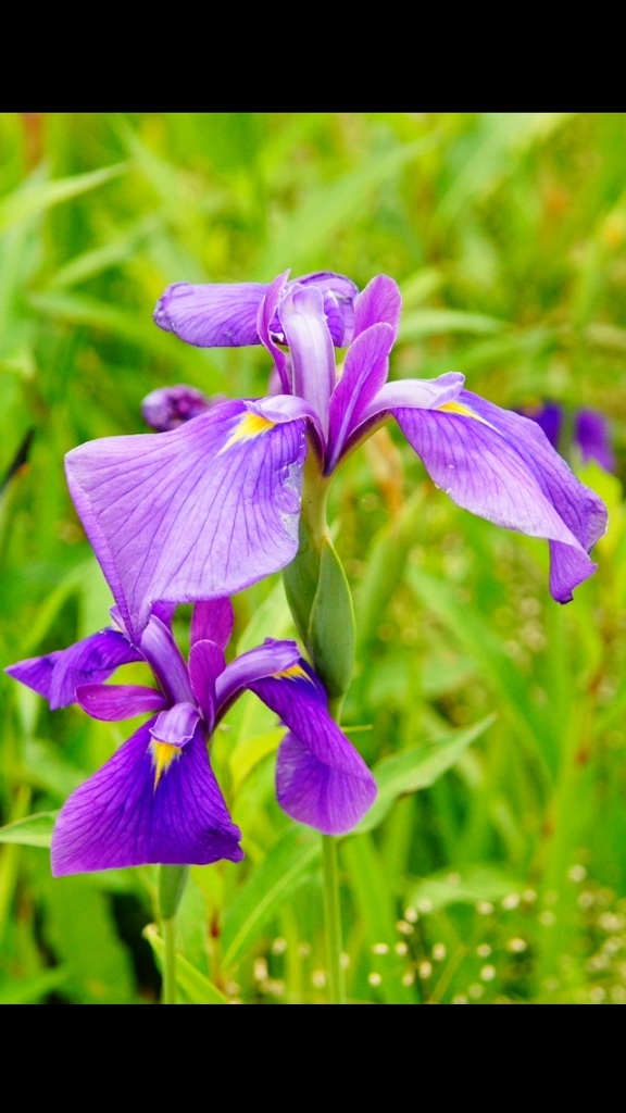 菖蒲と勝負（バトル）