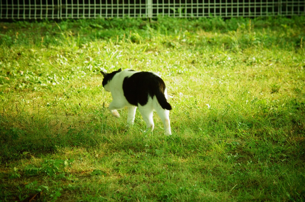 わーい日向ぼっこと洒落込むぜ