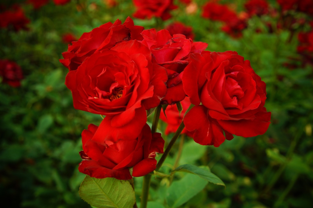 駕与丁の薔薇
