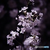 夜桜の一角2021