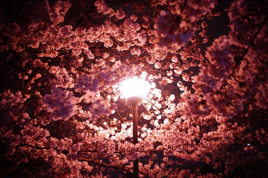 夜桜と街灯