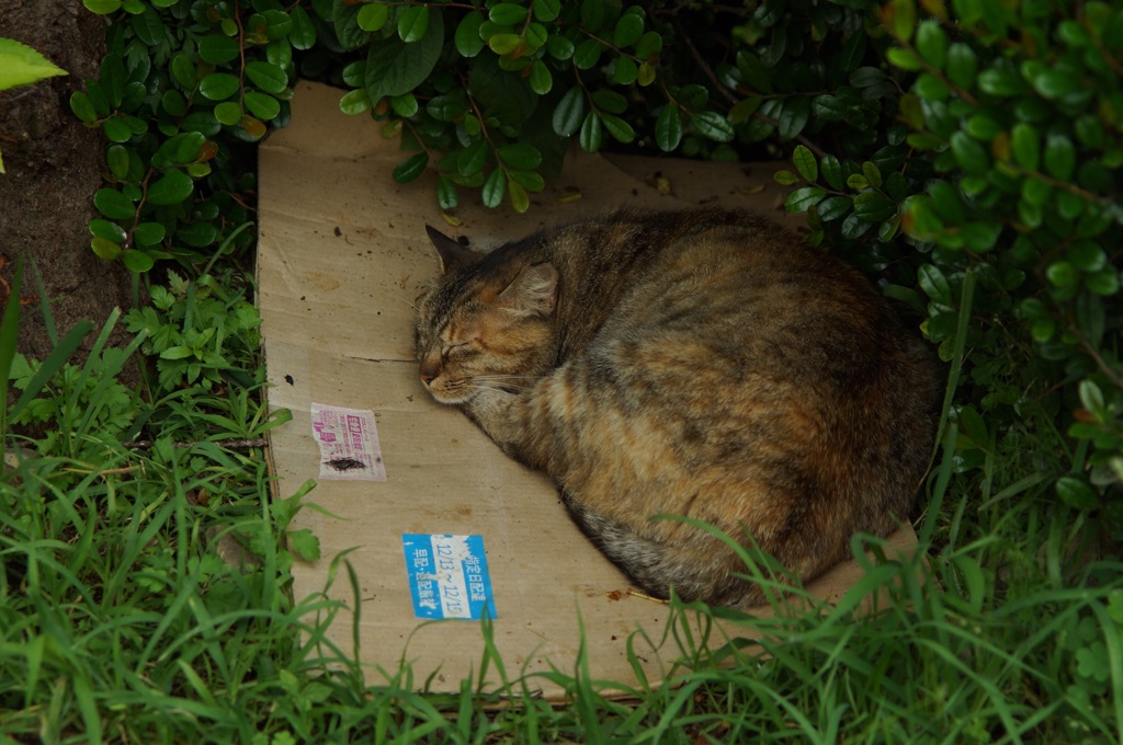おねむねむ
