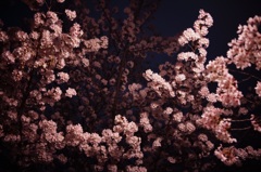 群れる桜