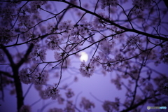桜掛かった月