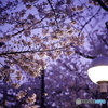 街灯と夜桜2021