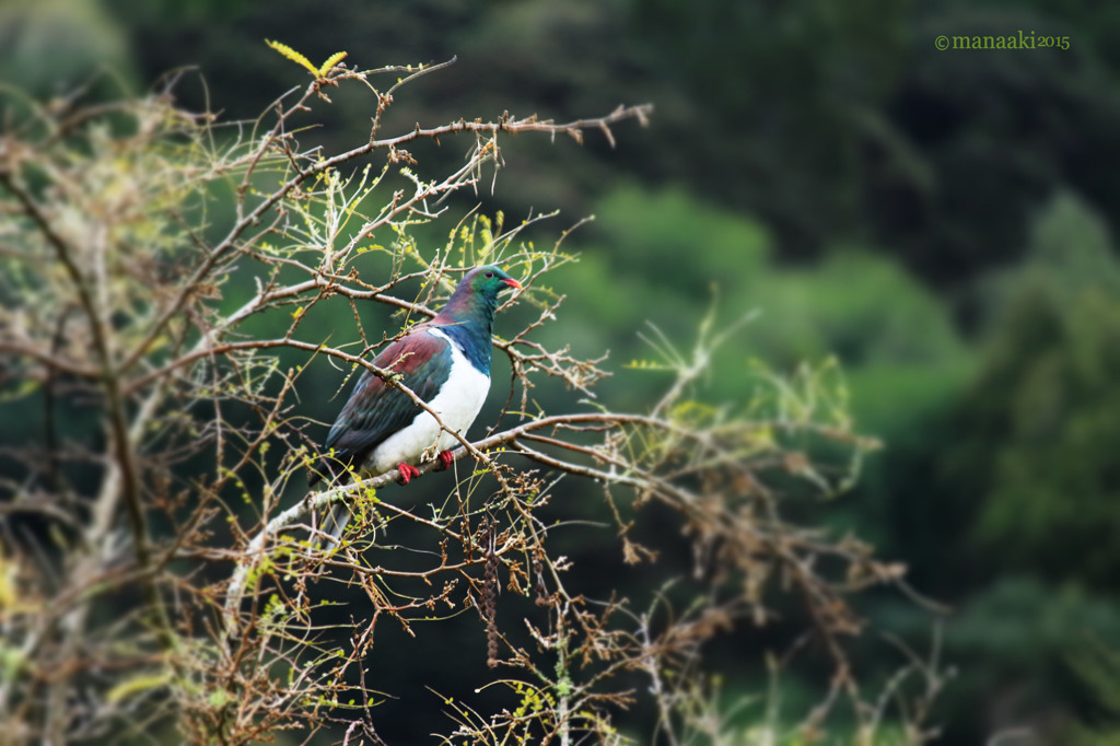Kereru