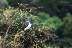 Kereru