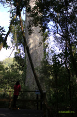 Kauri tree