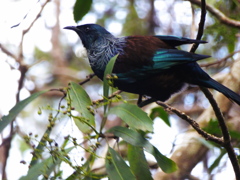NZ native bird-Tui.ニュージーランドのネイティブバードのTui