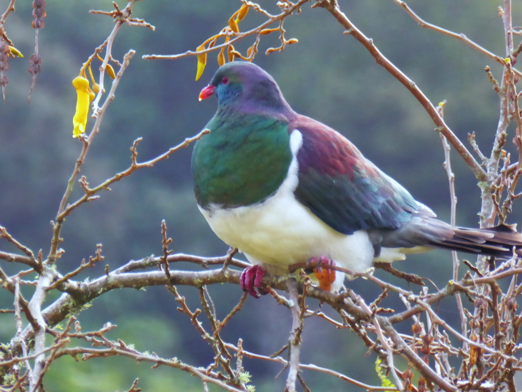 Kereru