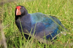 Takahe @ Tawharanui