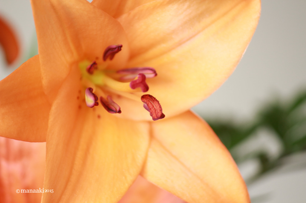 Orange Lily