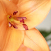 Orange Lily