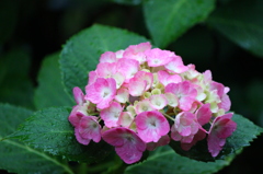 雨の日の紫陽花