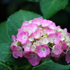 雨の日の紫陽花