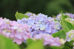 紫陽花