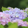 紫陽花