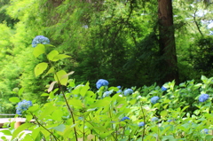 紫陽花