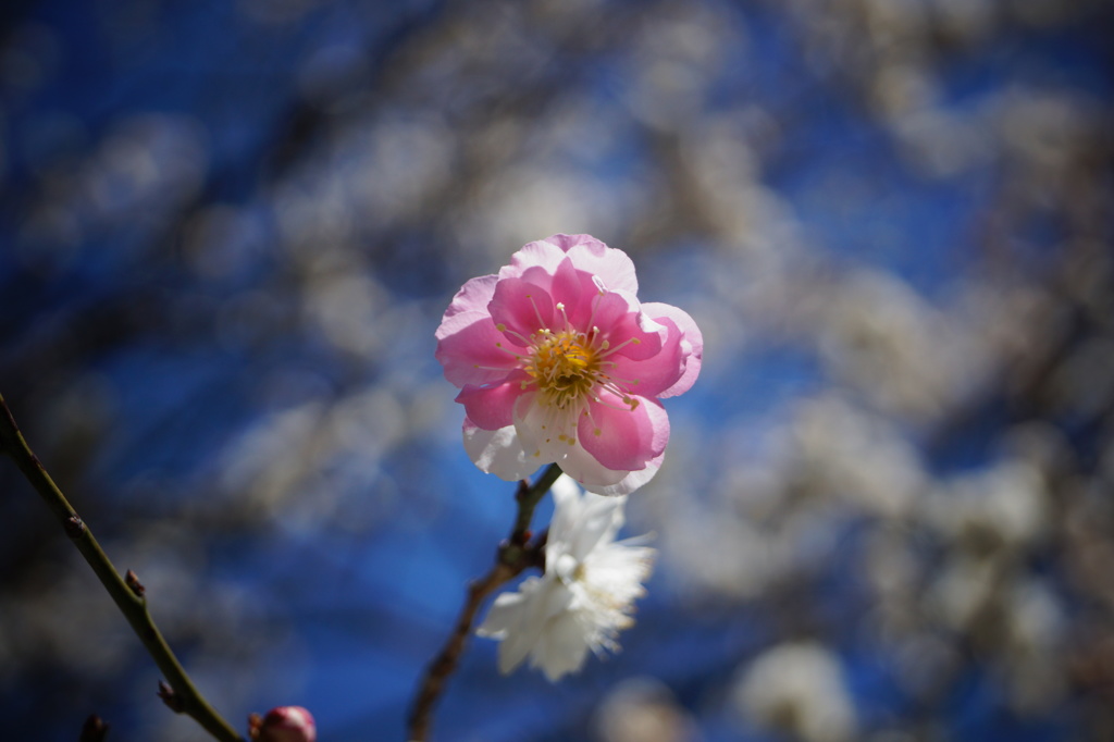 Japanese apricot2