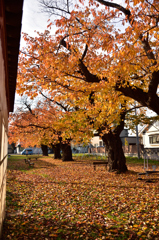 地元の紅葉もそろそろ終わります。