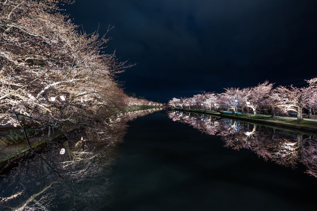 桜並木が照らし出す