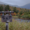 雨の日の睡蓮沼