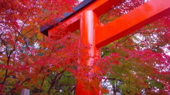 下鴨神社の鳥居