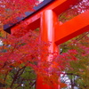 下鴨神社の鳥居