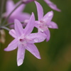 ニラの花