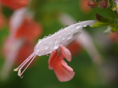 エビ？いいえ花です。