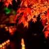 紅の灯火と紅葉