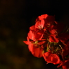 生まれて初めてお花撮った( 〃▽〃)