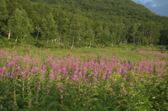 高原の花