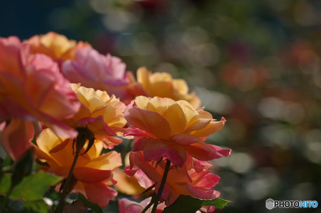 夕方の薔薇（１）