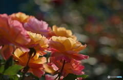 夕方の薔薇（１）
