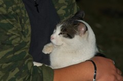 甘える野獣にゃん