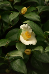 椿