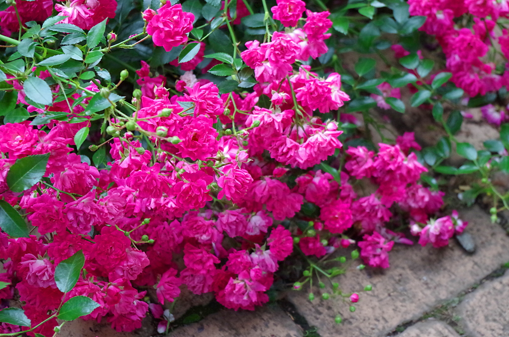 薔薇の休息