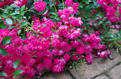 薔薇の休息