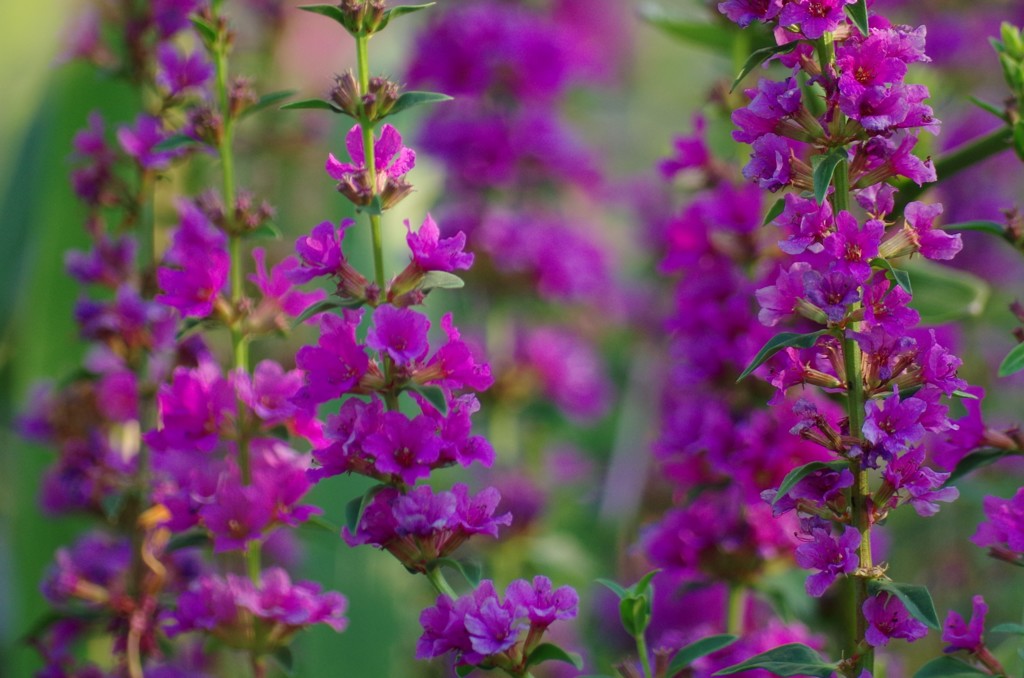 夏の花壇