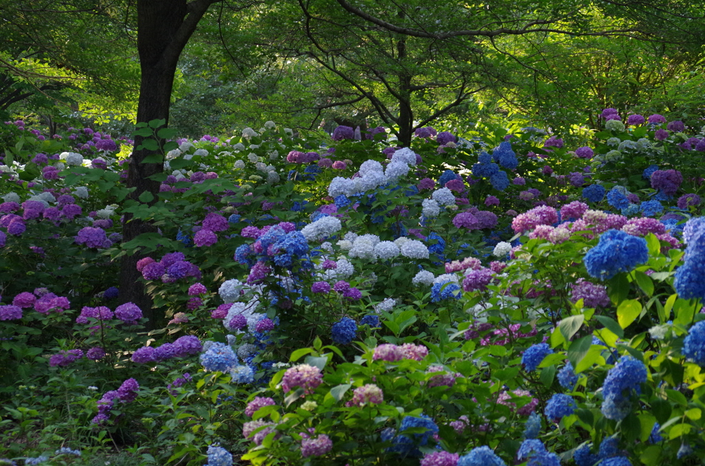 紫陽花の森（１）