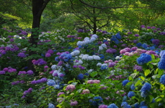 紫陽花の森（１）