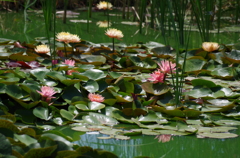 尾根見の池（花菜ガーデン）