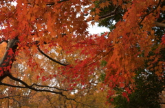 紅葉