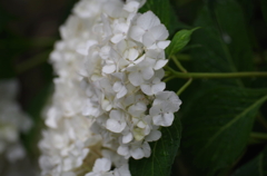 紫陽花の思い出