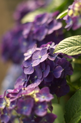 紫陽花